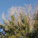 Frost killed foliage on Ficus, Rio Aros/Yaqui
