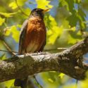 American Robin