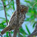 Cactus Ferruginous Pygmy-owl, Glaucidium brasilianum cactorum