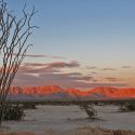 Sunset and ocotillo in Cabeza Prieta