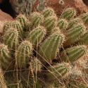 Echinocereus triglochidiatus var. arizonicus (Arizona Hedgehog)