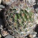 Echinomastus erectocentrus var. erectocentrus (Needle-Spined Pineapple Cactus)