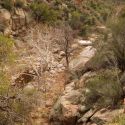 Gaan Canyon (Devil's Canyon) riparian vegetation, sycamore tree