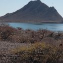 Kino Bay and jatropha