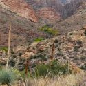 Riparian vegetation, Redfield Canyon