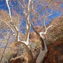 Large sycamore