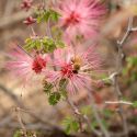 Blooming fairy duster with honey bee