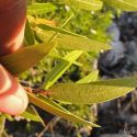 Quercus viminea! Sierra Cíbuta