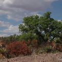 Sierra de los Ajos, Sonora