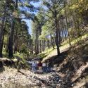 Pine forest - Sierra Purica, Sonora