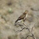 Red-tailed Hawk perched