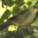 Sinaloa Wren, Sonora