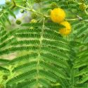 Acacia cochliacantha leaves and flower