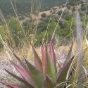 Agave palmeri and view