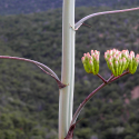 Agave palmeri stalk and flowers