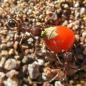 Ants dragging wolfberry fruit