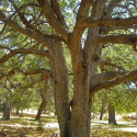 Large Quercus arizona (Arizona white oak) trunk and branches