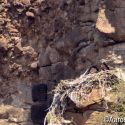 Bald eagles on nest in Sonora by the Rio Yaqui