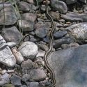 Thamnophis cyrtopsis- black-necked gartersnake