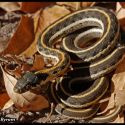 Black-necked gartersnake in ash leaves