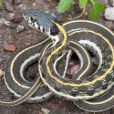 Black-necked gartersnake