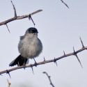 black-tailed gnatcatcher