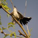 Black-tailed gnatcatcher