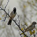 Pair of black-throated sparrows on Celtis pallida