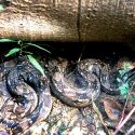 Boa constrictor