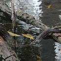 Boa constrictor