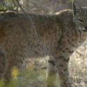 Sonora Desert bobcat