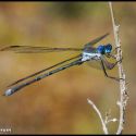 Bright blue damselfly in the Catalina Mountains