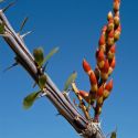 Photo: Ocotillo flowers about to bloom