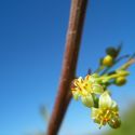 Bursera fagaroides flower close-up