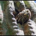 Cactus ferruginous pygmy-owl with sideways head