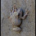 Hyla arenicolor, canyon tree frog