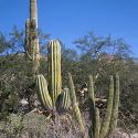 Organ Pipe, Saguaro, and Cardon