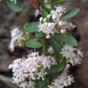 Ceanothus fendleri in flower