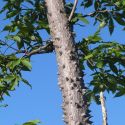 Ceiba acuminata trunk