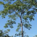 Ceiba acuminata