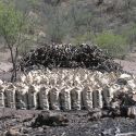 Charcoal operation - cutting and partial burning of mesquite, Sonora