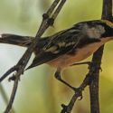 Chestnut-sided warbler