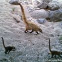 Coati Babies