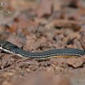Coluber bilineatus
