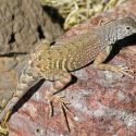 Cophosaurus texanus - Greater Earless Lizard