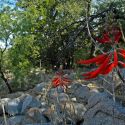 Coral bean flowers