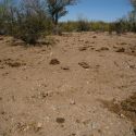 Overgrazed Sonoran Desert
