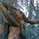 Cow strung up on saguaro