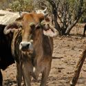 Cow with cholla on its face