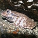 Craugastor augusti, barking frog